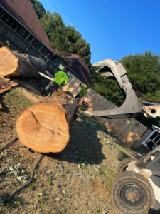 Tree service workers using a chainsaw and grapple for tree removal at SDV professional tree service llc in Fyffe, AL.