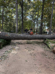 Two tree service workers with chainsaws next to a large fallen tree trunk at Joel's tree service in Greensboro, NC