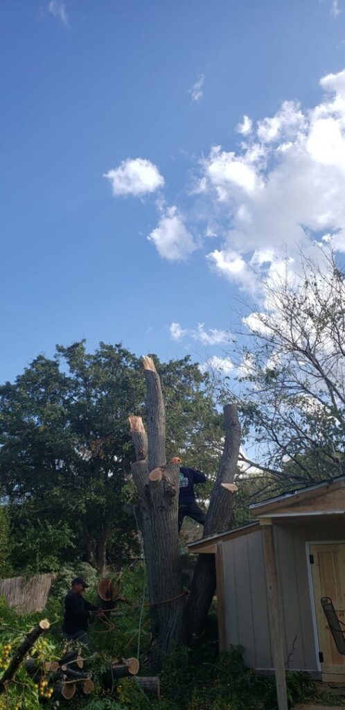 Tree service workers from JP'S Tree Service actively cutting down a large tree in Austin, TX.