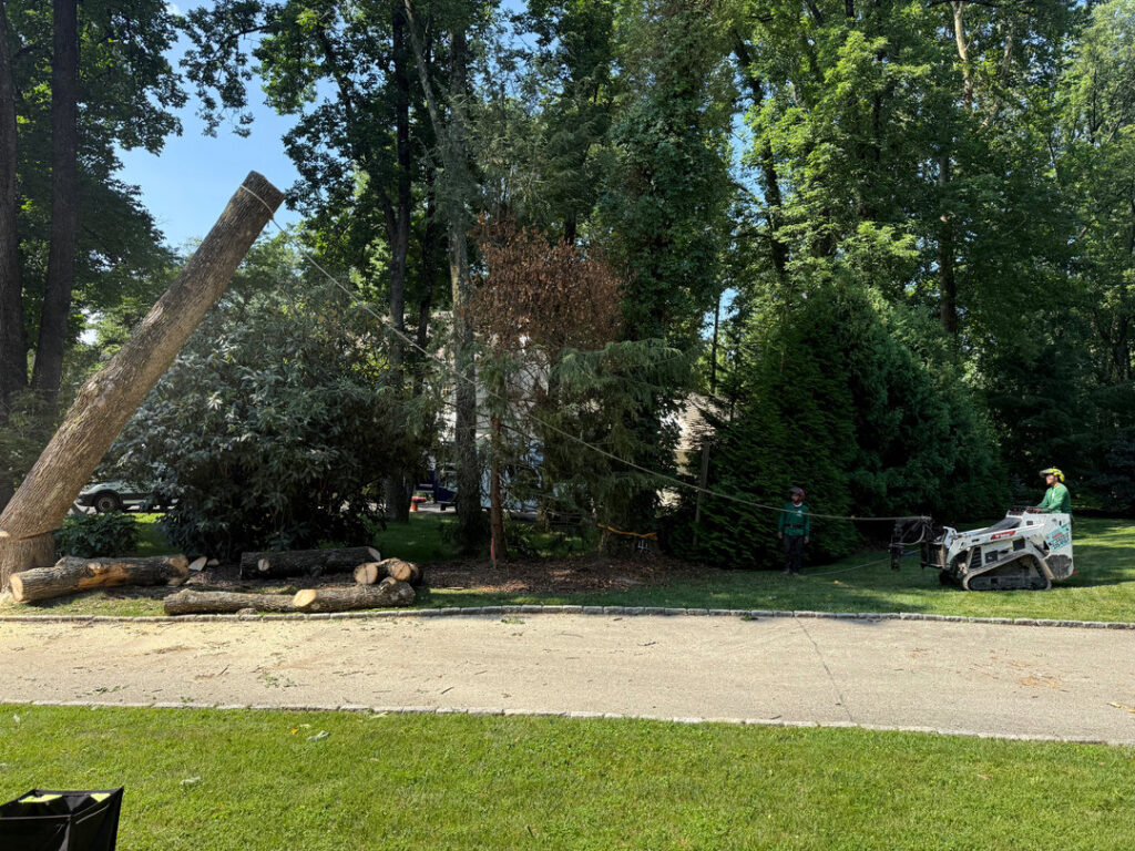 Triple A Tree Service PA workers preparing for or performing tree removal with ropes in Philadelphia, PA.
