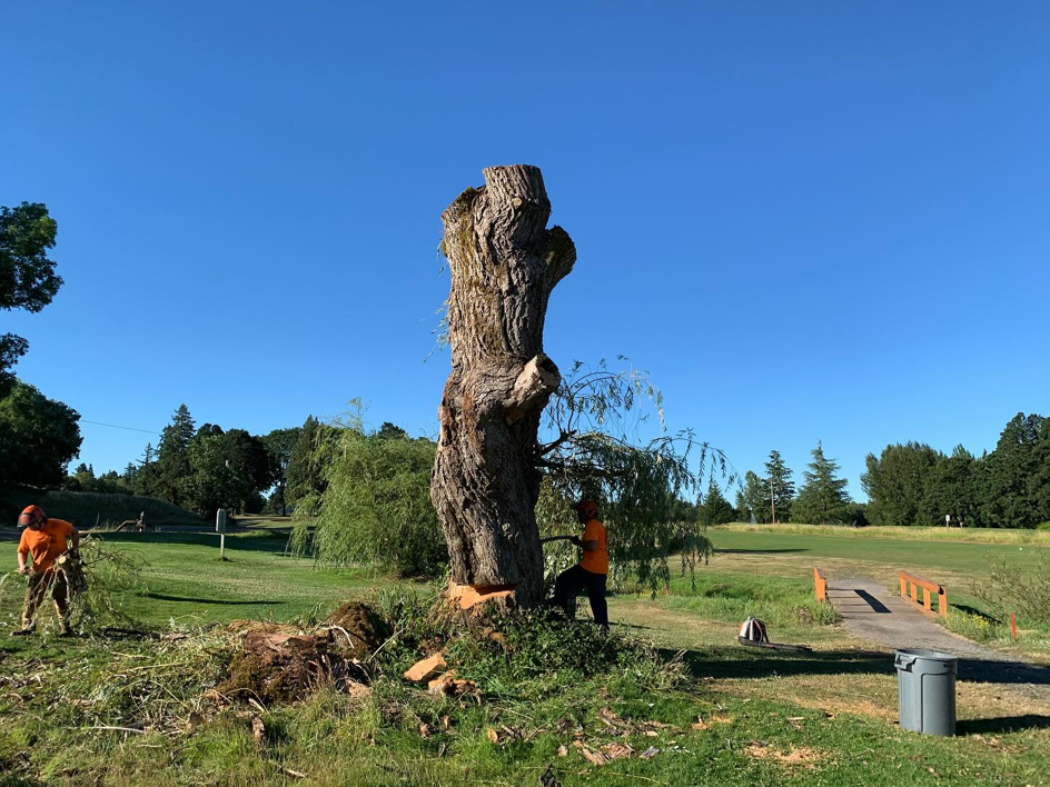 Two TRG Tree Service workers performing a tree removal job with cut branches on the ground in Beaverton, OR.