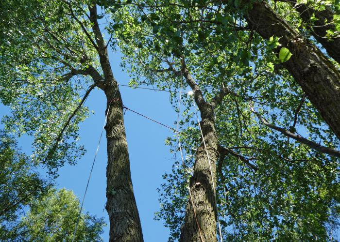 Ropes and rigging set up on two tall trees, indicating preparation for tree work by Rhode Island Tree Removal in Providence, RI.