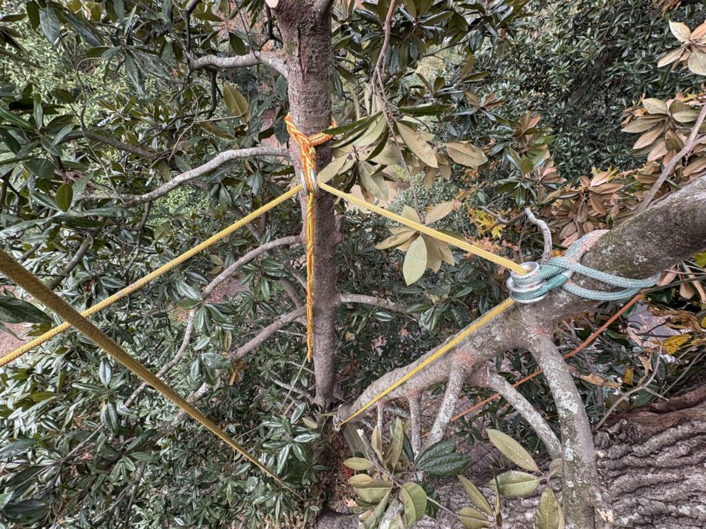Ropes and rigging expertly set up in a tree for controlled removal or pruning by Knotty Branches Tree Service in Macon, GA.