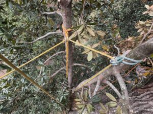 Ropes and rigging expertly set up in a tree for controlled removal or pruning by Knotty Branches Tree Service in Macon, GA.