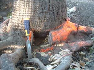 Close-up of tree roots being pruned with a chisel, showing orange-painted cuts by Arborscape Tree Care in Ankeny, IA.