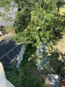 A tree section being safely lowered with ropes during a tree service job by Triple T tree service in Houston, TX.