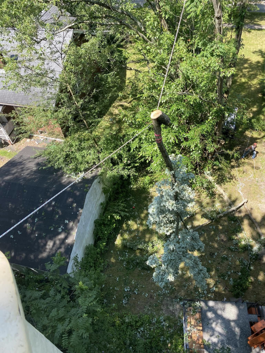 A tree section being safely lowered with ropes during a tree service job by Triple T tree service in Houston, TX.