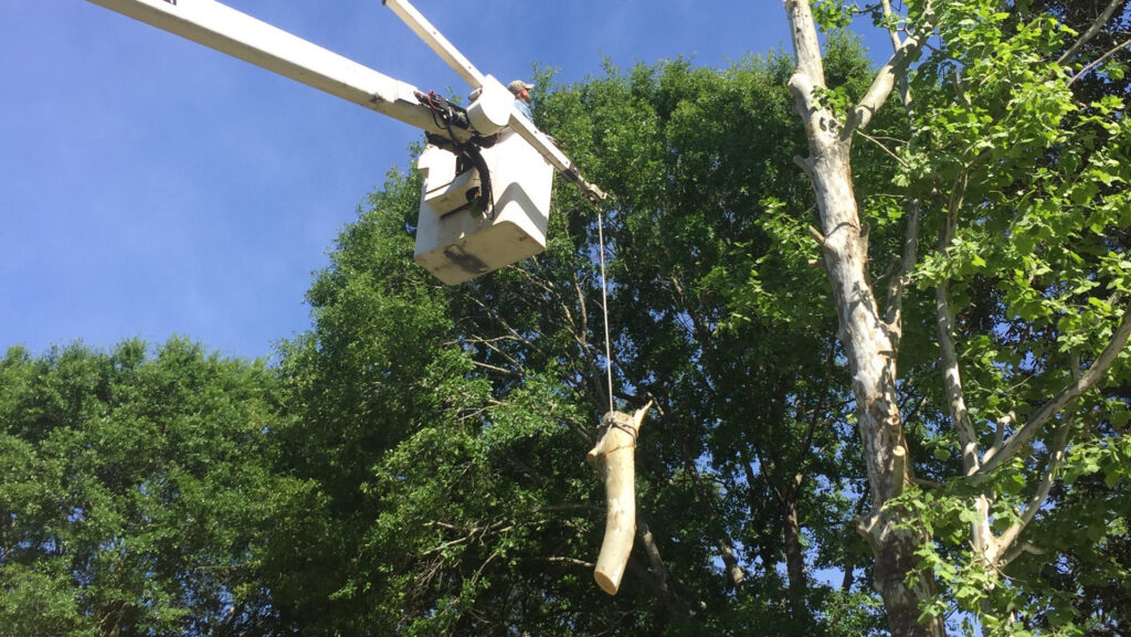 A tree service worker in a bucket truck carefully lowering a cut tree section for Clifford & Sons Tree Service in Mobile, AL