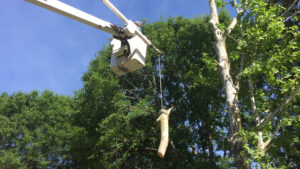 A tree service worker in a bucket truck carefully lowering a cut tree section for Clifford & Sons Tree Service in Mobile, AL