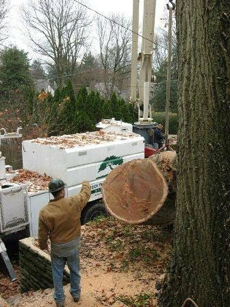A worker directing the removal of a large tree section by Shechtman Tree Care in Philadelphia, PA.