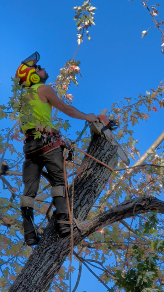 A skilled arborist from Sharp Edge Tree & Landscape, equipped with a chainsaw and safety gear, working on a tree in Cleveland, OH.