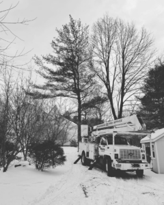 A tree service bucket truck parked in a snowy landscape, ready for work by Haslam Tree Service Inc. in Feura Bush, NY.
