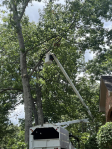 A tree service bucket truck actively working on a large tree, providing expert tree services from Northeast Alabama Tree Experts LLC in Anniston, AL.