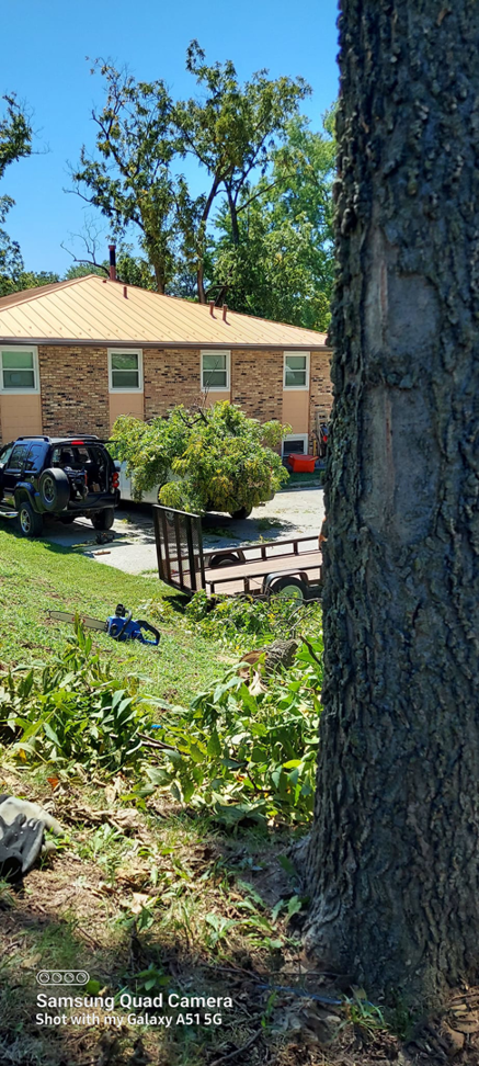 A scene showing cut tree branches on the ground with a trailer, indicating tree service cleanup by Aboriginal Arborists llc in Des Moines, IA.