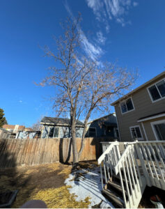 A tree service crew cleaning up debris and wood chips into a trailer for Central Colorado Tree Service in Colorado Springs, CO.