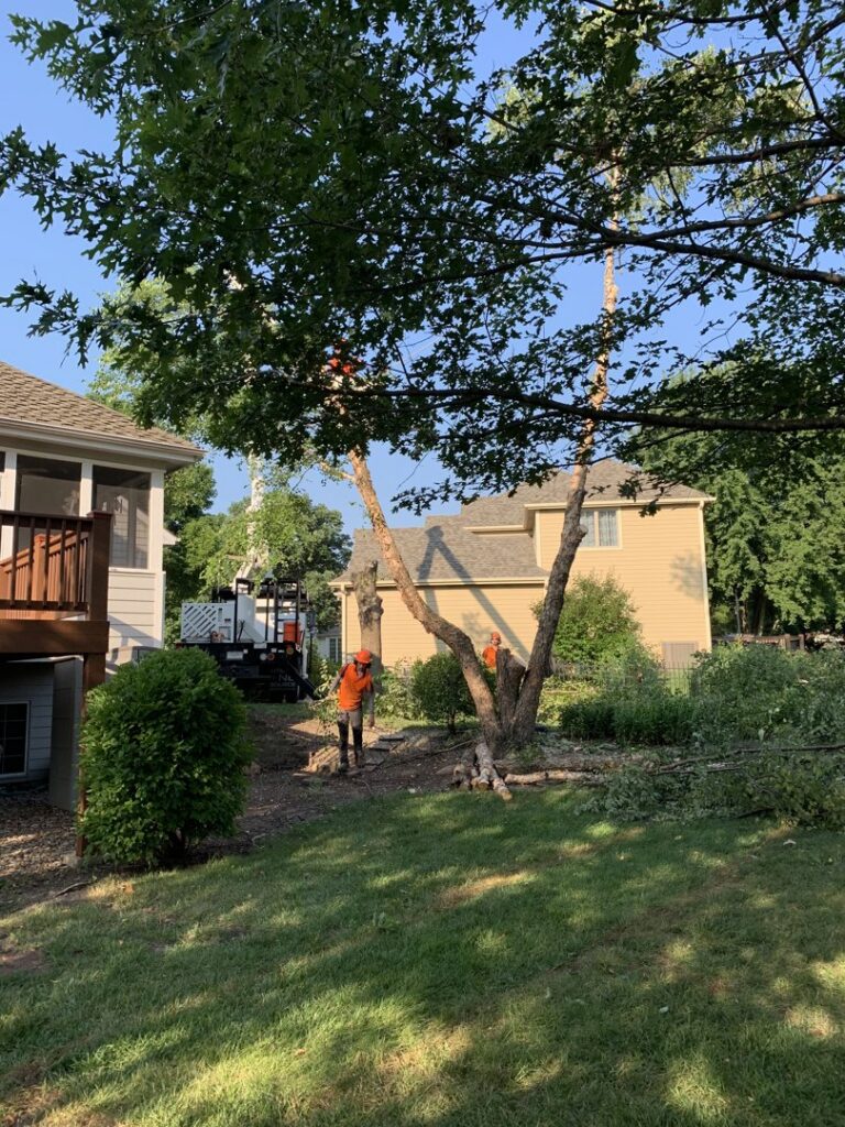 Two tree service workers cleaning up branches and debris from a yard after a tree removal job by Kansas Tree Care in Lawrence, KS.