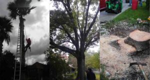 A collage showing a worker climbing a palm tree with a chainsaw and a tree stump after grinding, demonstrating tree services by Lone Star Tree Service & Landscaping in Fort Worth, TX.