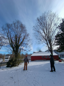 TWIN PINE tree service professionals assessing trees on a snowy day in Salunga, PA, preparing for work.