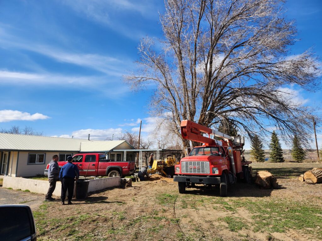 A tree service crew with a bucket truck working on a large tree for R and J Tree Service in Farmington, NM.