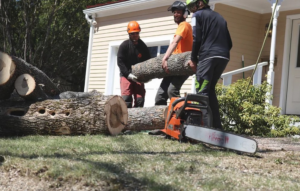 A tree service crew in safety gear carrying a large log after tree removal for Black Fern Tree Service in South Portland, ME.