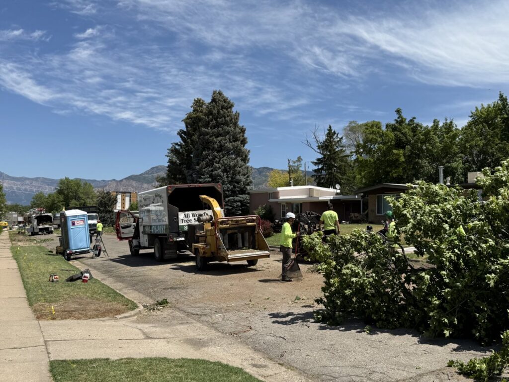 A tree service crew with a wood chipper and dump truck clearing tree debris for All Wood's Tree Service in Ogden, UT.