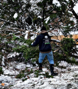 Gibbs Tree Service crew chipping branches and performing tree work with a bucket lift and dump truck in Seaford, DE.