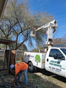 An Arbortex Tree Service crew member cleaning up cut branches after a job in Corpus Christi, TX.