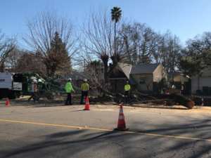A tree service crew performing cleanup after tree removal with a wood chipper for Bud's Tri County Tree Service in West Sacramento, CA