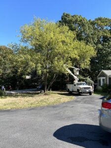 A tree service crew performing cleanup under a large weeping willow tree, with equipment in the background, by Two Daughters Trees & Driveways in Saco, ME.