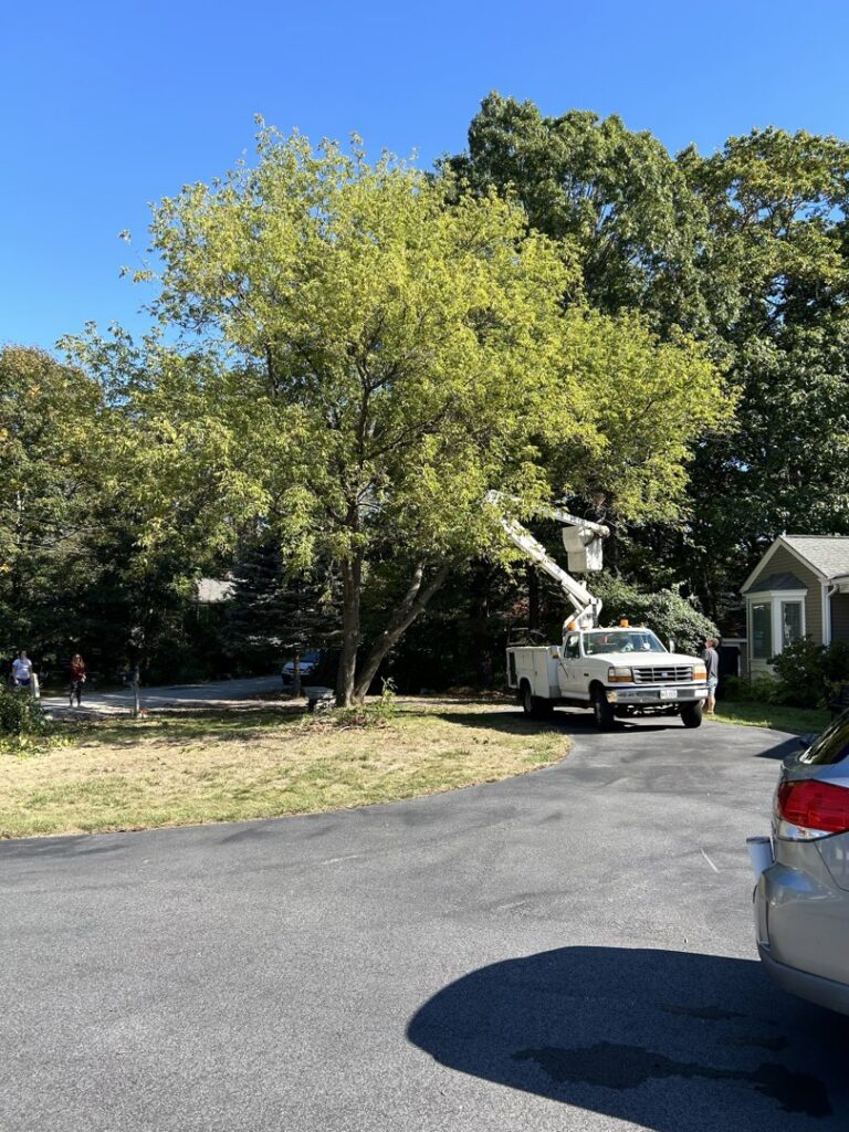 A tree service crew performing cleanup under a large weeping willow tree, with equipment in the background, by Two Daughters Trees & Driveways in Saco, ME.
