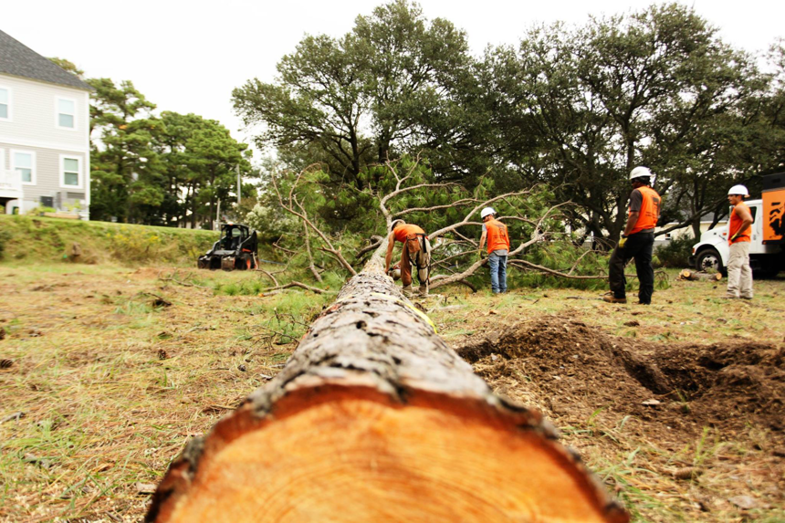 A tree service crew clearing a large fallen tree trunk and branches for Tarzan Tree Service LLC in Virginia Beach, VA.