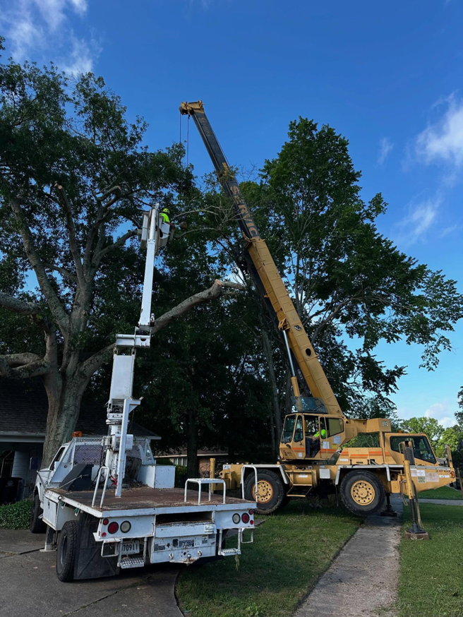 A tree service crew using a crane and bucket lift to work on a large tree for ABC TREE CO. in Baton Rouge, LA.