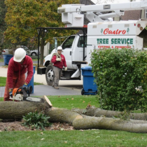 A tree service crew from Castros Tree Service cutting a fallen tree trunk with a chainsaw in Spring, TX.