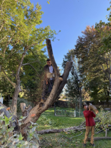 Tree service crew cutting and removing a tree, worker in tree and another carrying a log, by Ventura Tree Services, High Point, NC