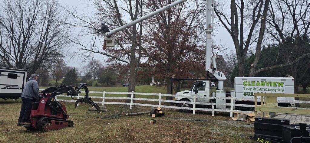 A tree service crew with a bucket truck, wood chipper, and mini-skid steer working on a property for Clearview Tree and Landscaping Services in Martinsburg, WV.