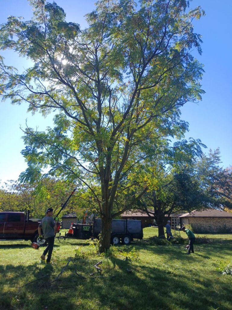 A tree service crew with equipment working on a large tree for Mario's Stump Grinding and Tree Service LLC in Dallas, TX.