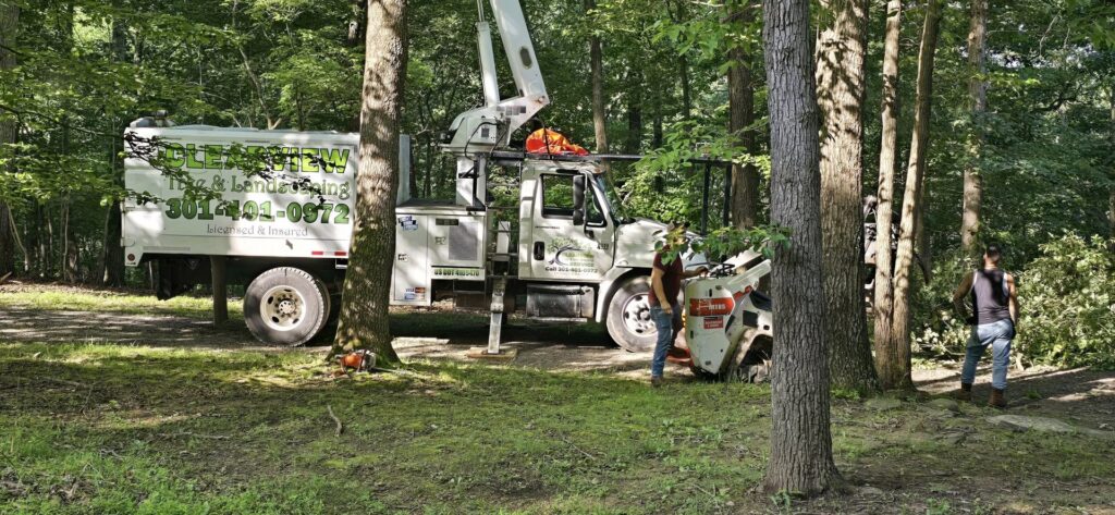A tree service crew with a bucket truck, wood chipper, and mini-skid steer working in a wooded area for Clearview Tree and Landscaping Services in Martinsburg, WV.