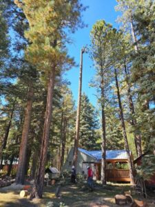 A tree service crew working on a tall tree near a house for InnovationTree Specialist in Rio Rancho, NM.