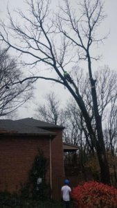 A tree service crew member climbing a tall tree while another assists on the ground for Mother Nature & Co in Lexington, KY.