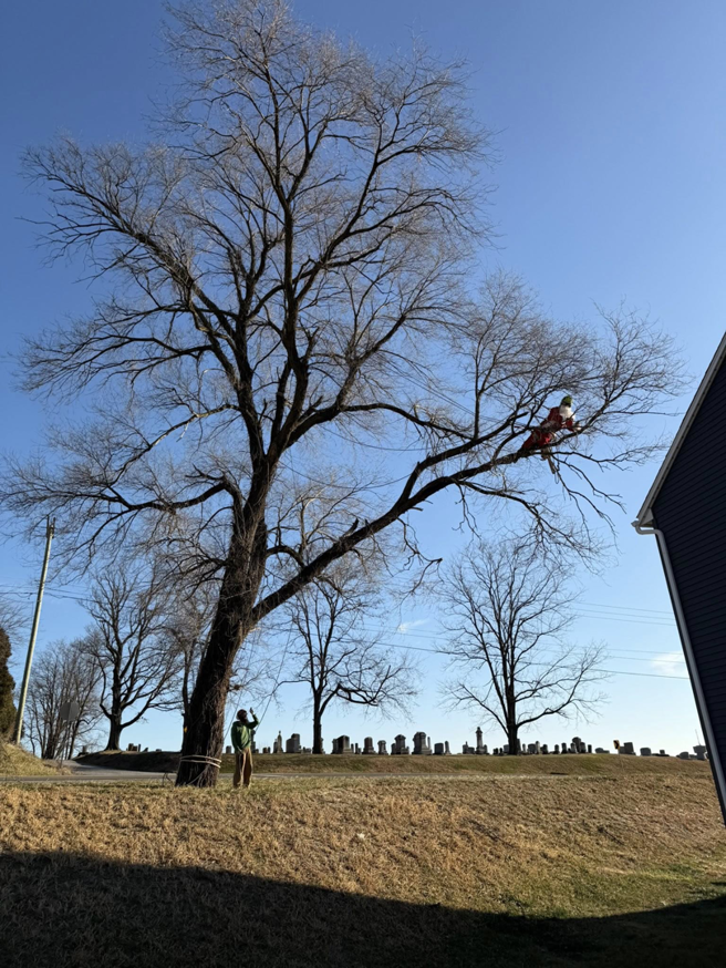A tree service crew member in a Santa suit climbing a large tree, with a ground worker, from Woody's Tree Service in York, PA.