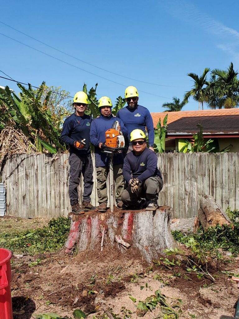 A tree service crew in hard hats standing on a large tree stump with chainsaws, after completing a tree removal job for OnTop Tree Service in Miami, FL