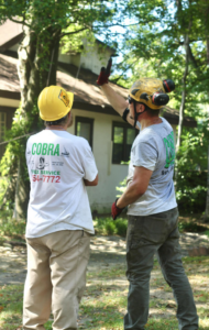 A Cobra Tree Service crew member pointing to a tree while planning a job in Memphis, TN.