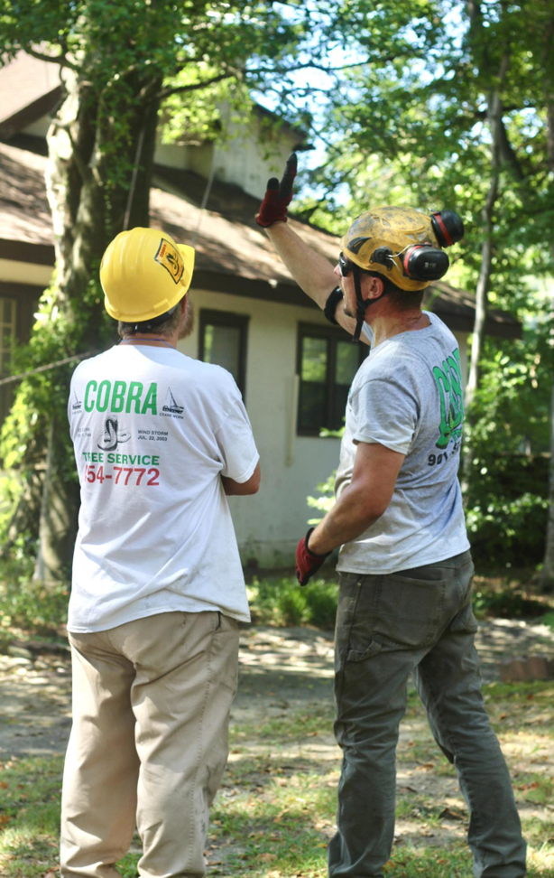 A Cobra Tree Service crew member pointing to a tree while planning a job in Memphis, TN.