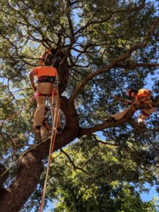 A tree service crew pruning a large, leafy tree, demonstrating expert tree care by A Better Tree Service in Sacramento, CA.