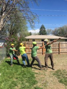 A tree service crew pulling a rope during tree removal for Northern Colorado Tree Service in Fort Collins, CO.