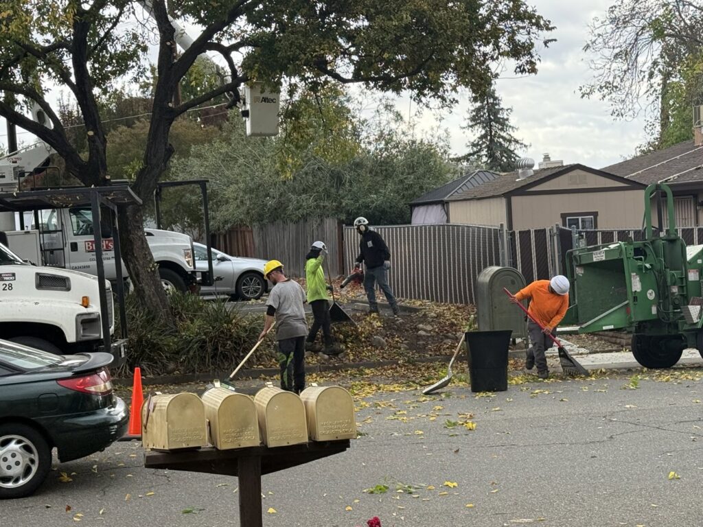 A tree service crew raking leaves and debris during a cleanup operation by Bud's Tri County Tree Service in West Sacramento, CA