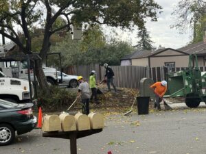 A tree service crew raking leaves and debris during a cleanup operation by Bud's Tri County Tree Service in West Sacramento, CA