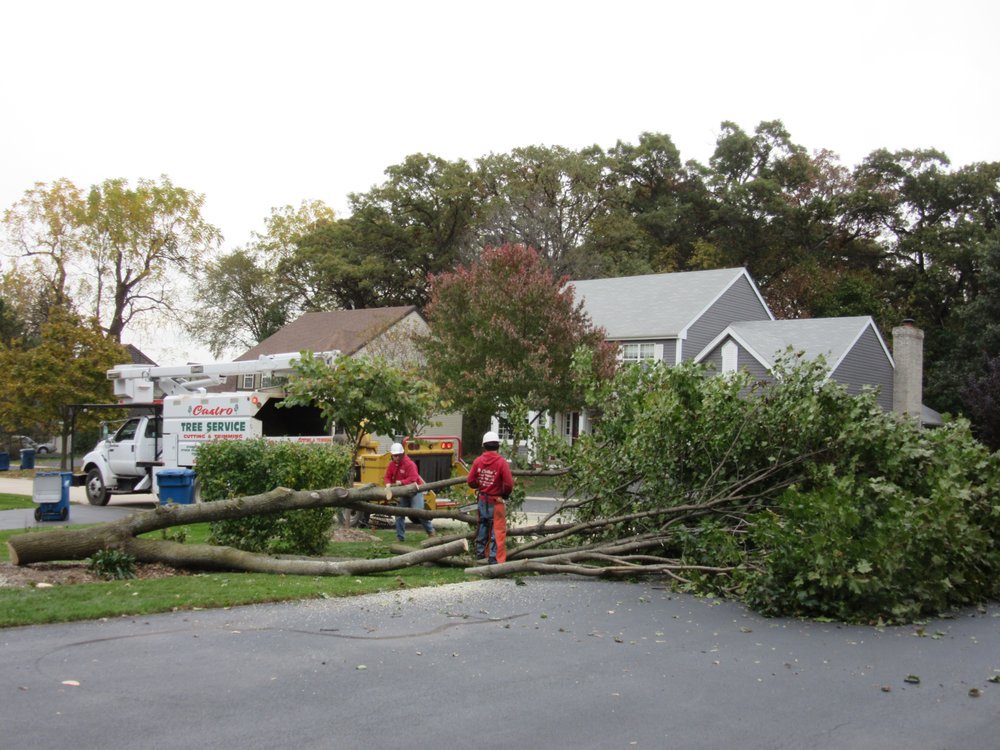 A tree service crew from Castros Tree Service removing a large fallen tree across a driveway in Spring, TX.