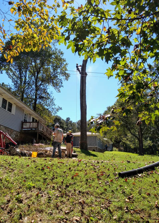 A tree service crew removing a tall tree trunk after felling by Full Throttle Tree Service in Douglasville, GA