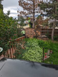 A tree service crew from Tree Artisans trimming a pine tree in a residential backyard in Colorado Springs, CO.